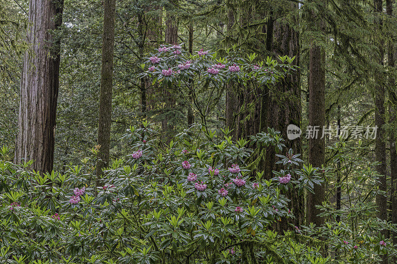 大叶杜鹃，太平洋杜鹃花，海岸杜鹃花或大叶杜鹃花，是一种常绿阔叶杜鹃花，原产于北美西部。红杉(Sequoia sempervirens)是红杉属植物中唯一存活的种